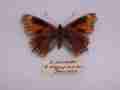 Aglais urticae (British small tortoiseshell extreme aberration 1939) Internet Image property of respective owner, non-commercial use only